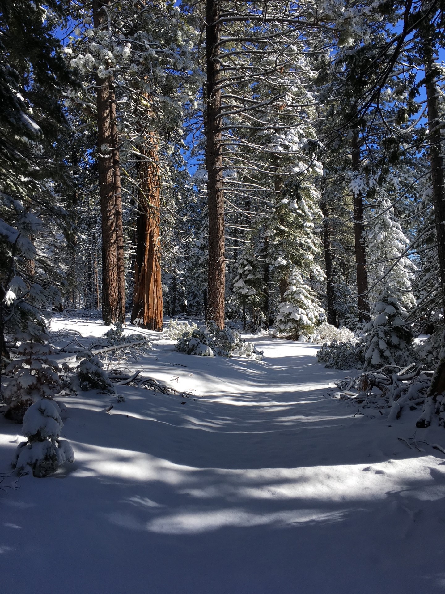 snow walk